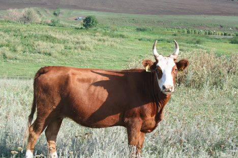 Kalmyk cattle breed