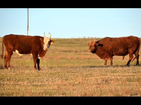 Kalmyk cattle breed