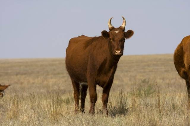 Kalmyk cattle breed