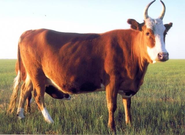 Kalmyk cattle breed