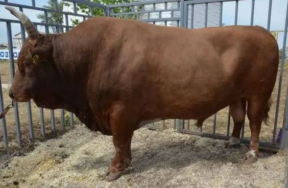 Kalmyk cattle breed