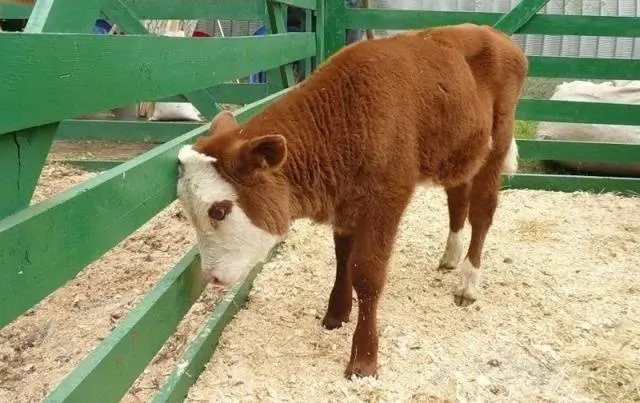 Kalmyk cattle breed