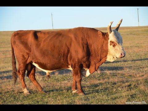 Kalmyk cattle breed