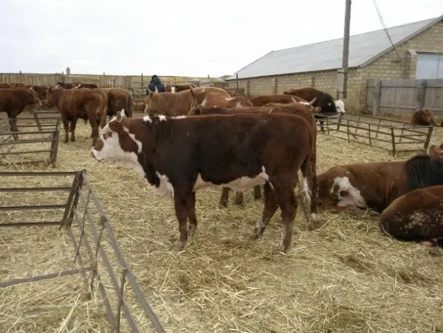 Kalmyk cattle breed