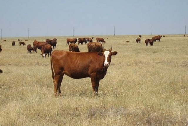 Kalmyk cattle breed