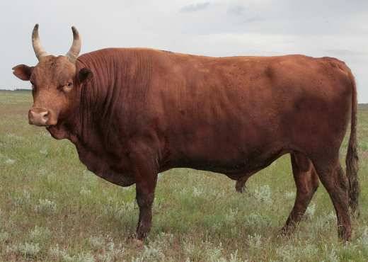 Kalmyk cattle breed