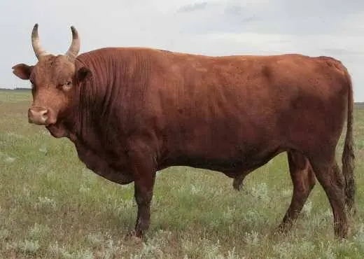 Kalmyk cattle breed