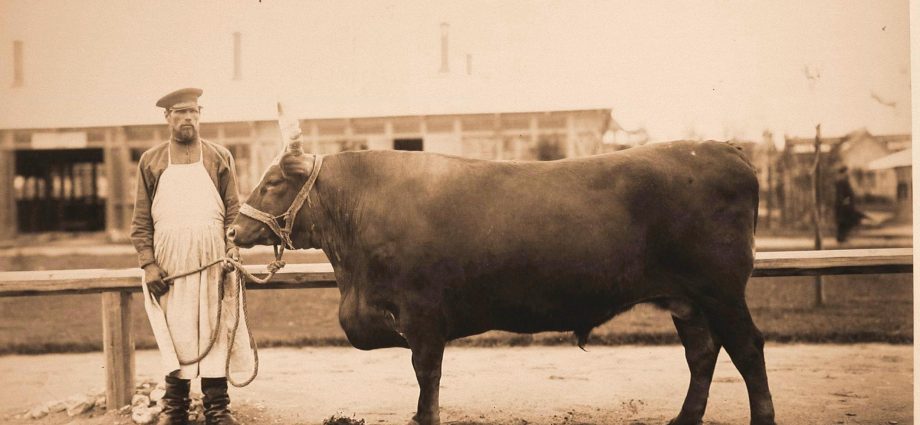 Kalmyk cattle breed