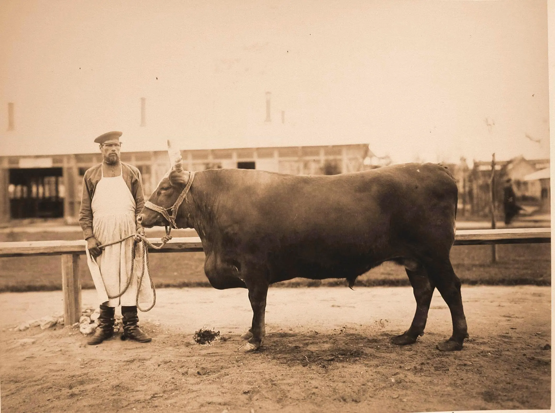 Kalmyk cattle breed