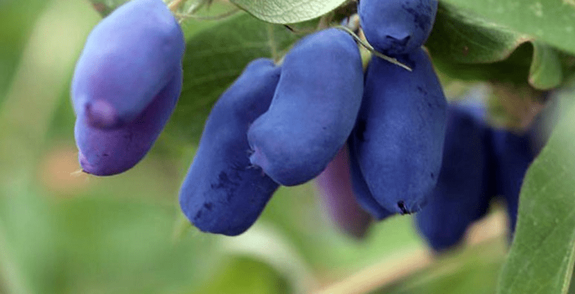 Kamchatka berry &#8211; nutritional values, properties and application [EXPLAINED]