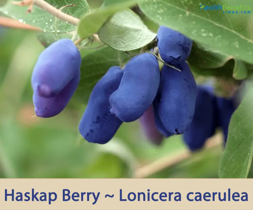 Kamchatka berry &#8211; nutritional values, properties and application [EXPLAINED]