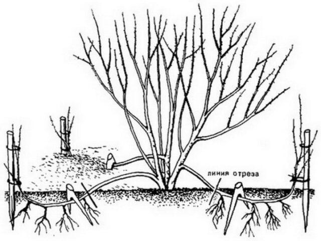 Kampsis rooting: winter hardiness, description, photo, reviews