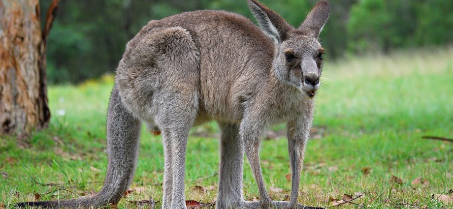 Kangarooing &#8211; characteristics, benefits, origin