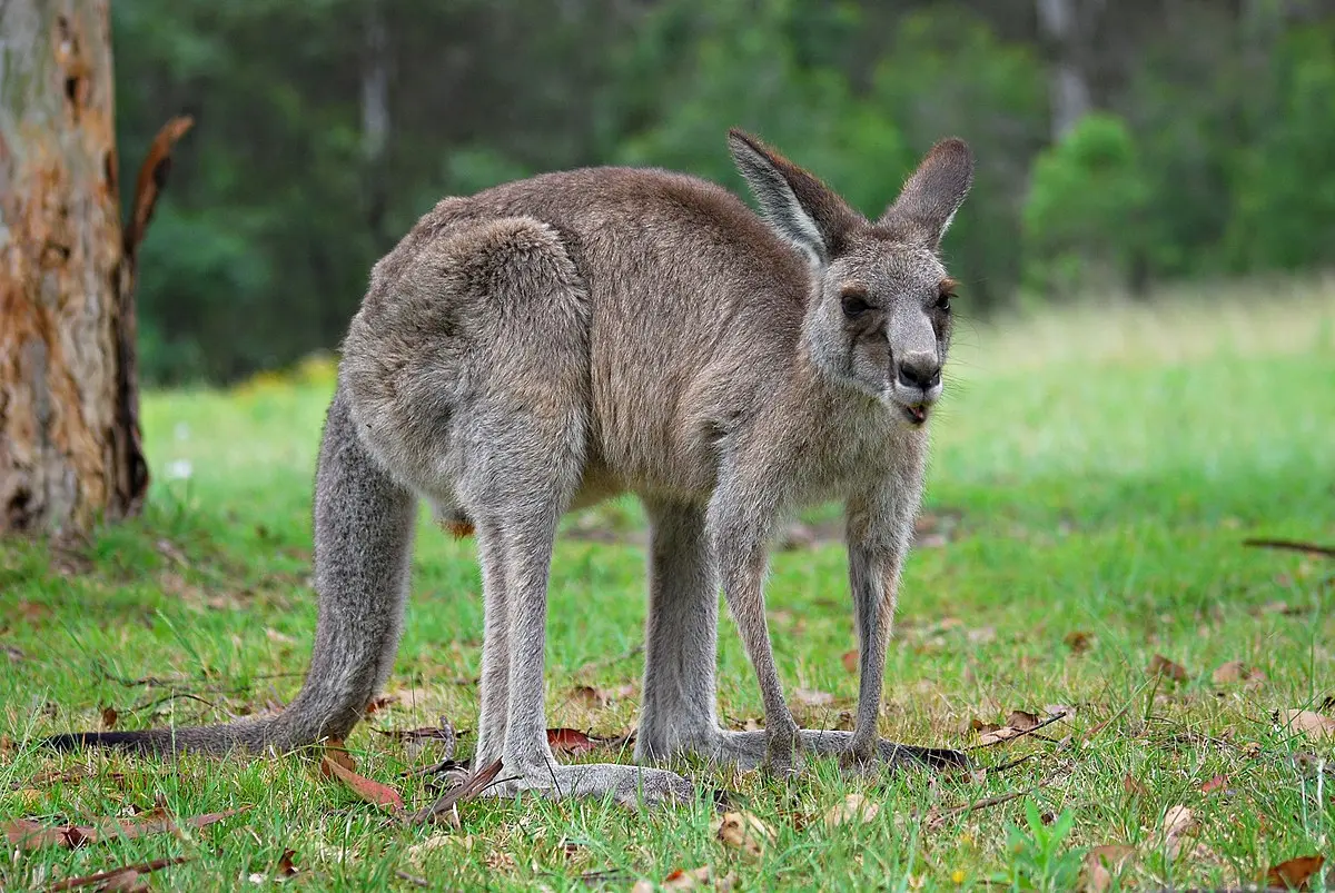 Kangarooing &#8211; characteristics, benefits, origin