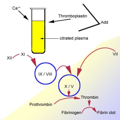 Kaolin-Kephalin Time (APTT). Measurement of the time of partial thromboplastin after activation