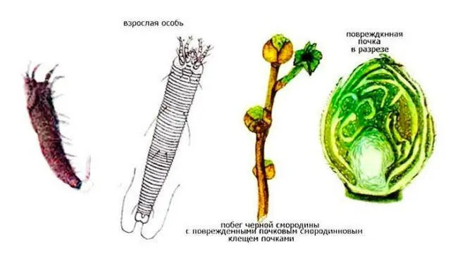 Karbofos for currants in spring: dosage, can it be processed, how to dilute