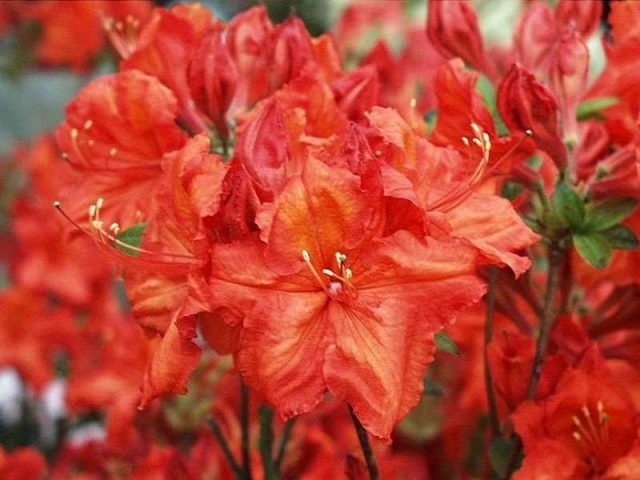 Katevbinsky rhododendron: Roseum elegans, Cunninghams White