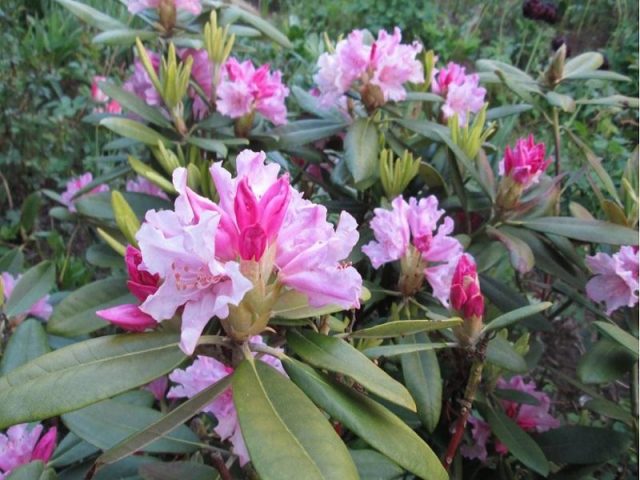 Katevbinsky rhododendron: Roseum elegans, Cunninghams White