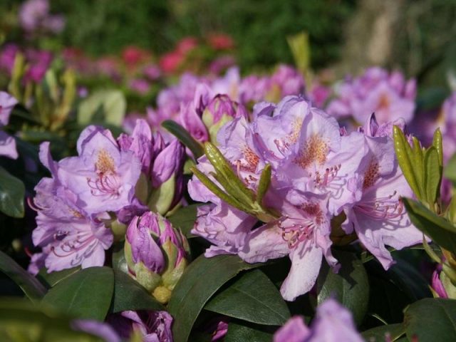 Katevbinsky rhododendron: Roseum elegans, Cunninghams White