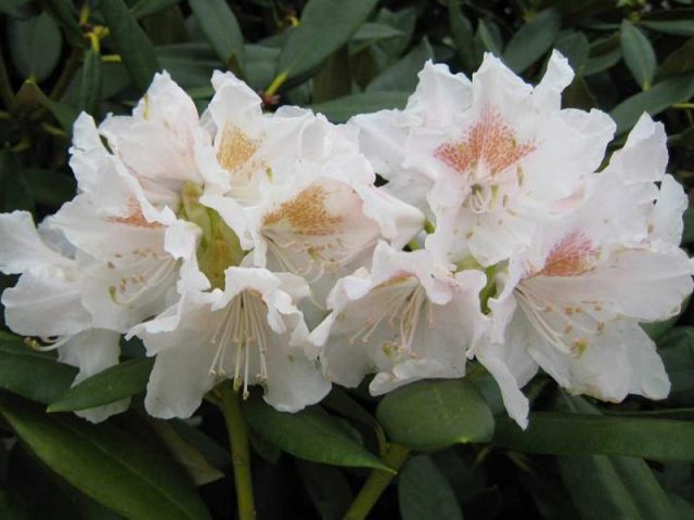 Katevbinsky rhododendron: Roseum elegans, Cunninghams White