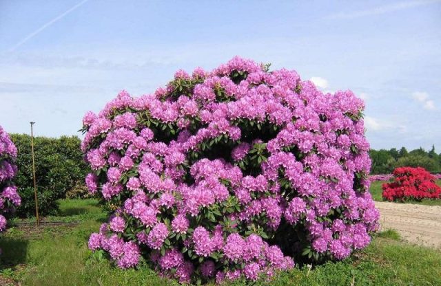 Katevbinsky rhododendron: Roseum elegans, Cunninghams White