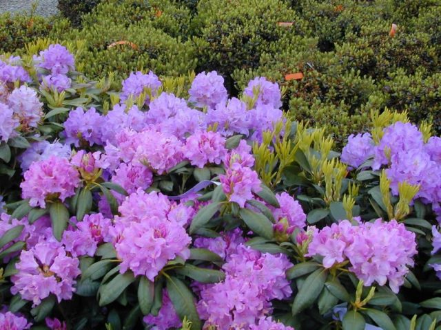 Katevbinsky rhododendron: Roseum elegans, Cunninghams White