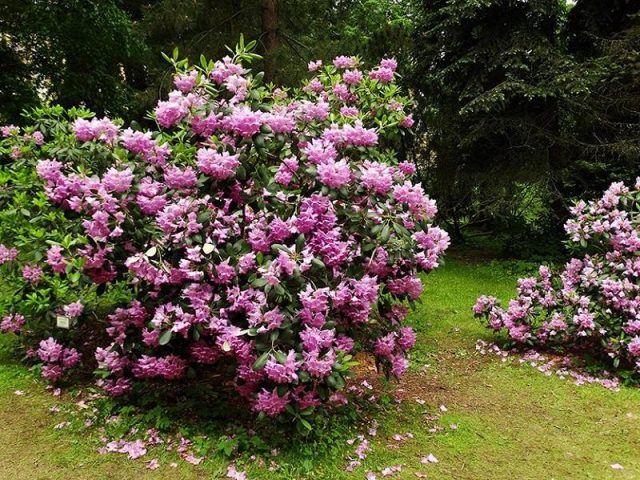 Katevbinsky rhododendron: Roseum elegans, Cunninghams White