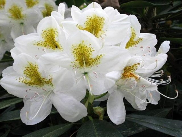 Katevbinsky rhododendron: Roseum elegans, Cunninghams White