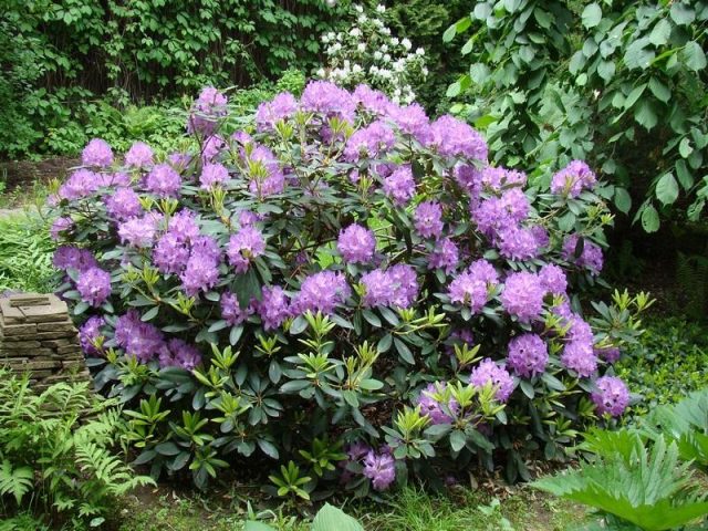 Katevbinsky rhododendron: Roseum elegans, Cunninghams White