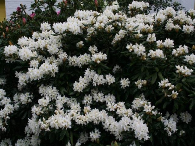 Katevbinsky rhododendron: Roseum elegans, Cunninghams White