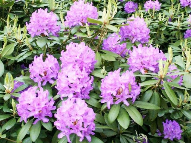 Katevbinsky rhododendron: Roseum elegans, Cunninghams White