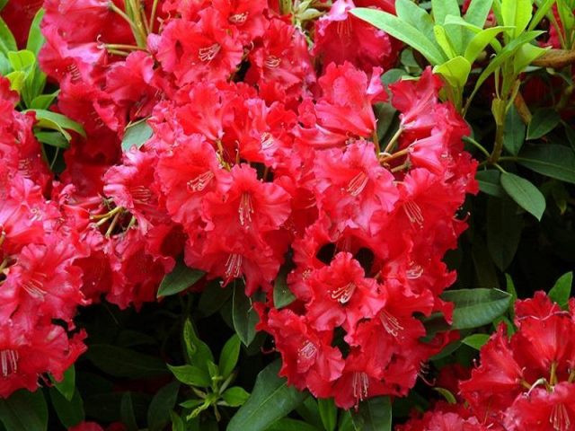 Katevbinsky rhododendron: Roseum elegans, Cunninghams White