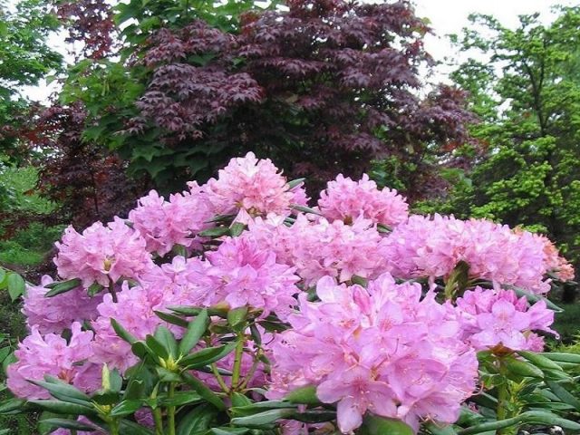 Katevbinsky rhododendron: Roseum elegans, Cunninghams White