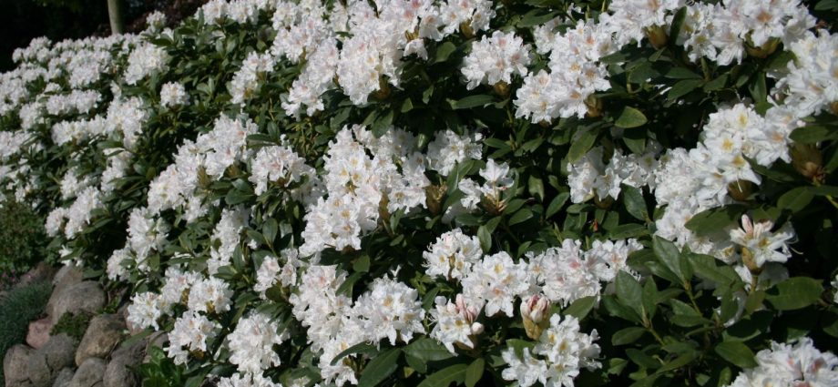 Katevbinsky rhododendron: Roseum elegans, Cunninghams White