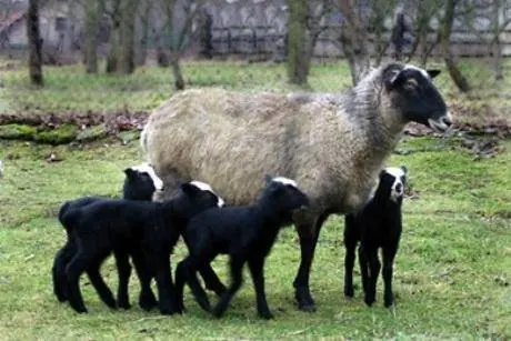 Katum sheep breed