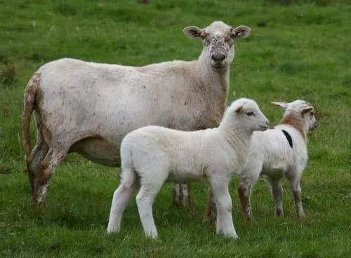 Katum sheep breed