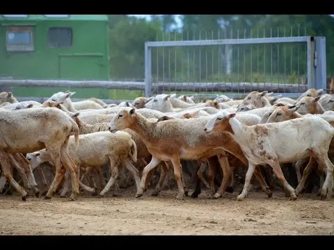 Katum sheep breed