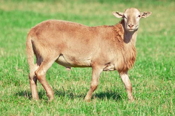 Katum sheep breed