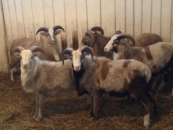 Katum sheep breed