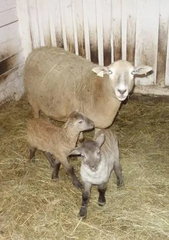 Katum sheep breed