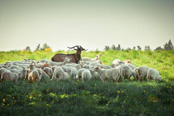 Katum sheep breed