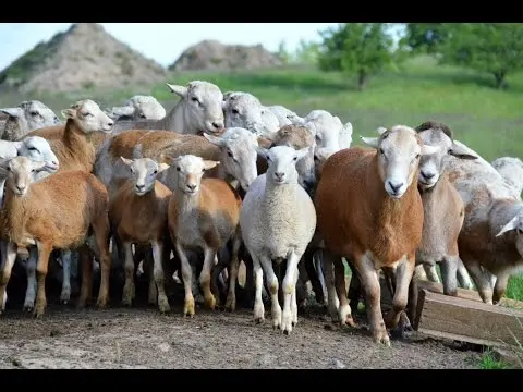 Katum sheep breed