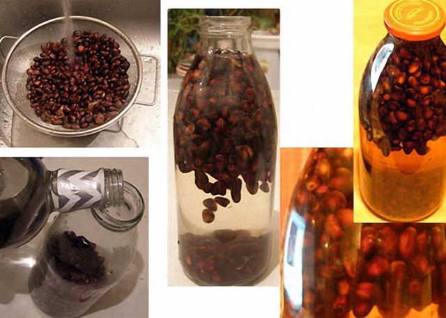 Kedrovka: a recipe for tincture with pine nuts