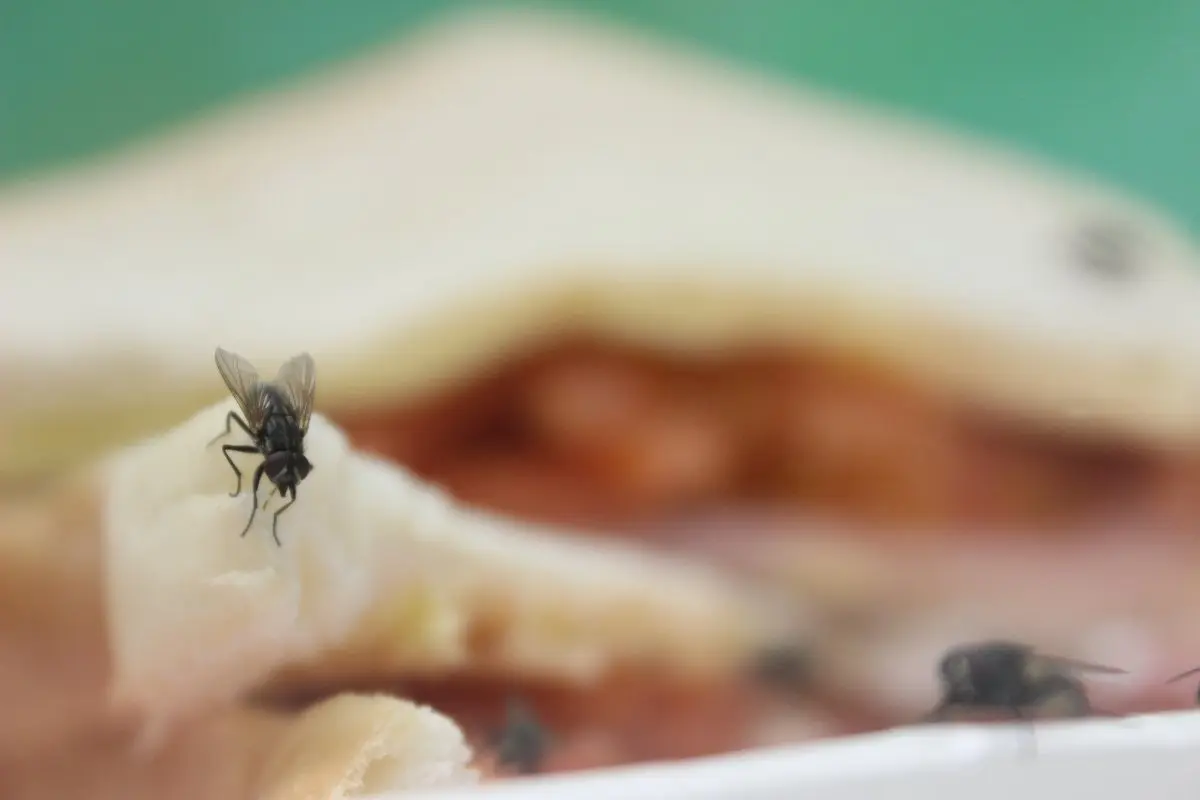 Keep food away from flies. These insects are much more dangerous than we think