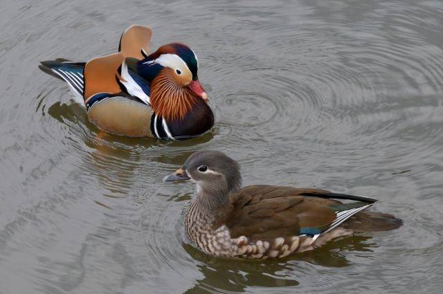 Keeping and breeding ducks at home