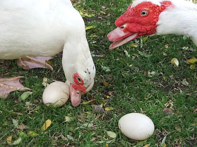 Keeping and breeding ducks at home