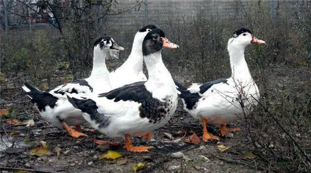 Keeping and breeding ducks at home