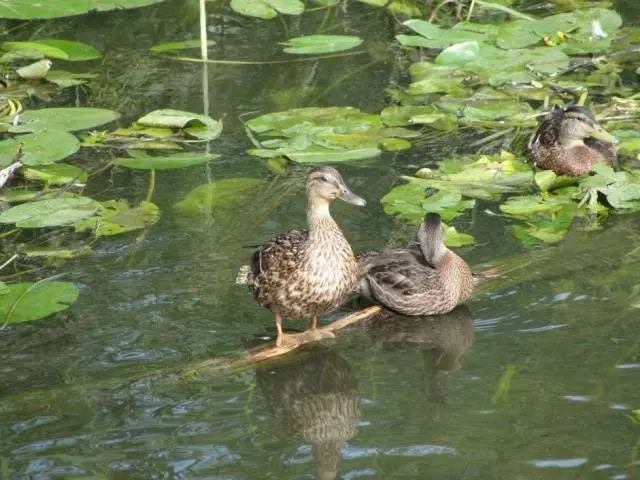 Keeping and breeding ducks at home