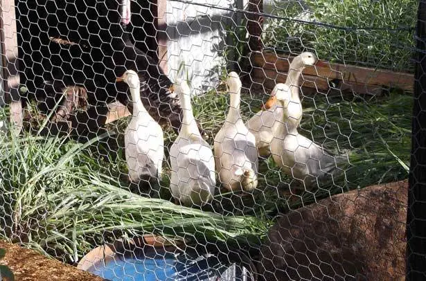 Keeping and breeding ducks at home