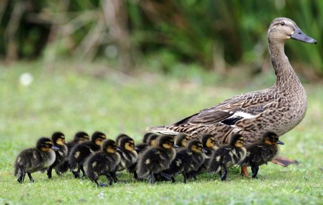 Keeping and breeding ducks at home